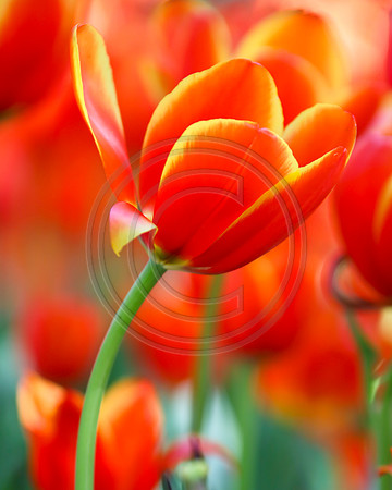 Orange Tulips at Araluen, Western Australia