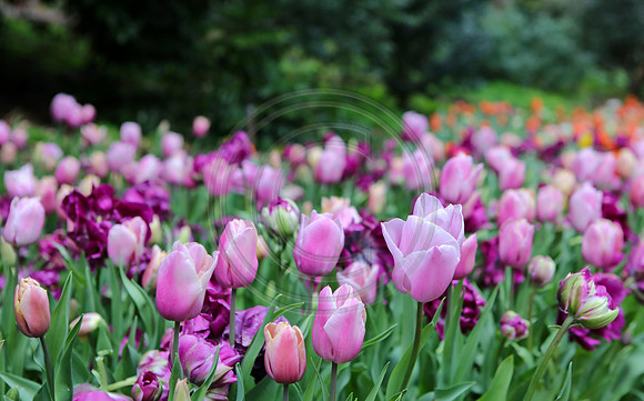 Tulips at Araluen Botanic Park, Roleystone, Western Australia