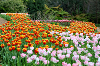 Araluen Tulip Festival, 2016