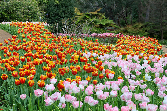 Araluen Tulip Festival, 2016