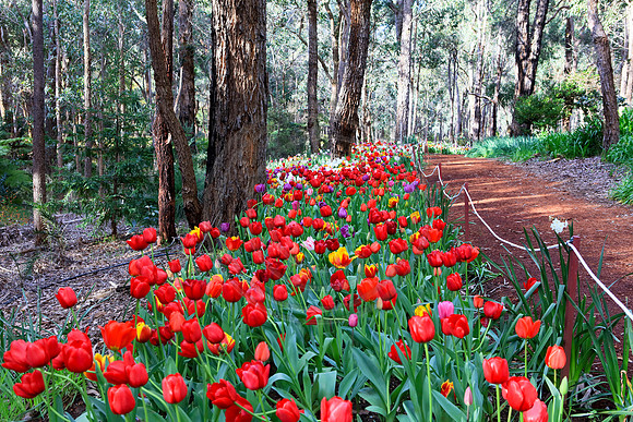 Araluen Tulip Festival, 2016