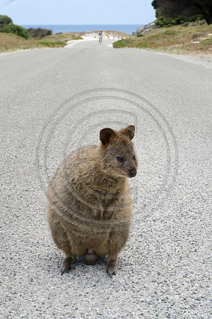 Quokka at Rottnest Island, Western Australia