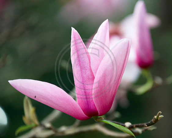 Close up of a pale pink magnolia flower