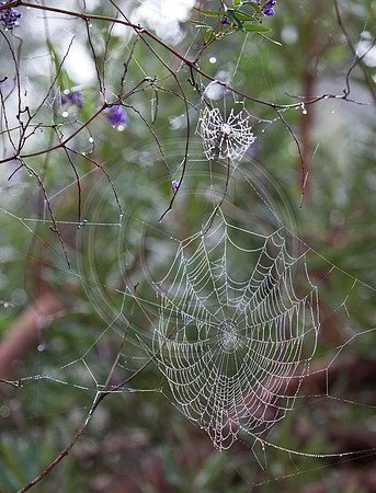 Spider web covered with water droplets