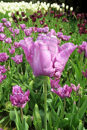 Violet tulips in a garden bed