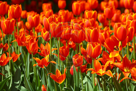 Orange Tulips at Araluen, Western Australia