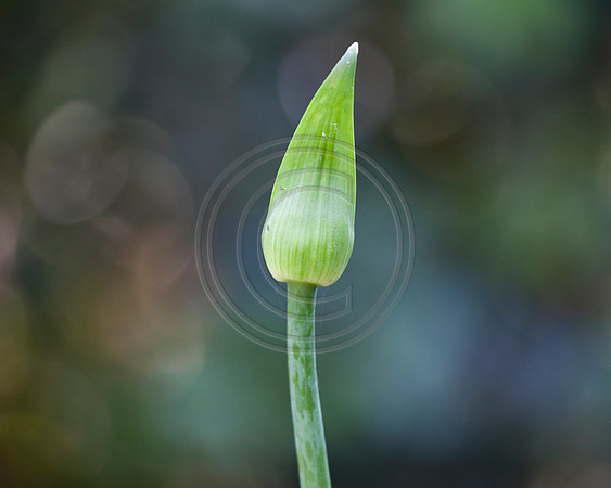 Agapanthus Bud