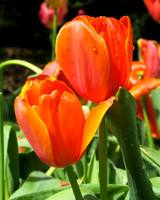 Close up of orange tulips