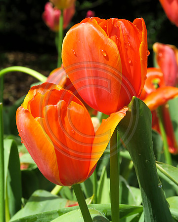 Close up of orange tulips