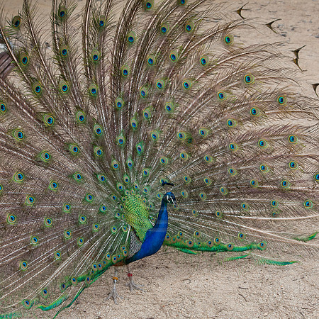 Peacock showing off its plumage