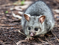 Baby Brushtail Possum