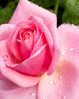 Pink Rose Bloom with rain droplets