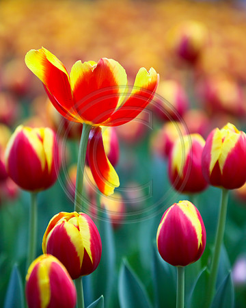 Tulips at Araluen, Western Australia