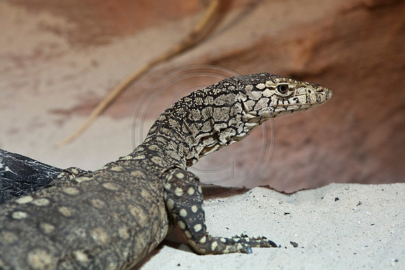 Perentie Lizard